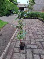 Carpinus betulus (haagbeuk) 40 t/m 80 cm potgekweekt, Tuin en Terras, Planten | Bomen, Ophalen