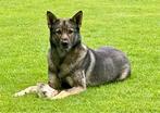 te koop herder pups, 8 tot 15 weken, Meerdere, Meerdere dieren, Herder