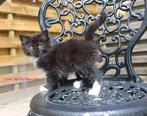 Ragdoll kittens met Prachtige buitenlandse stamboom, Dieren en Toebehoren, Meerdere dieren, Gechipt