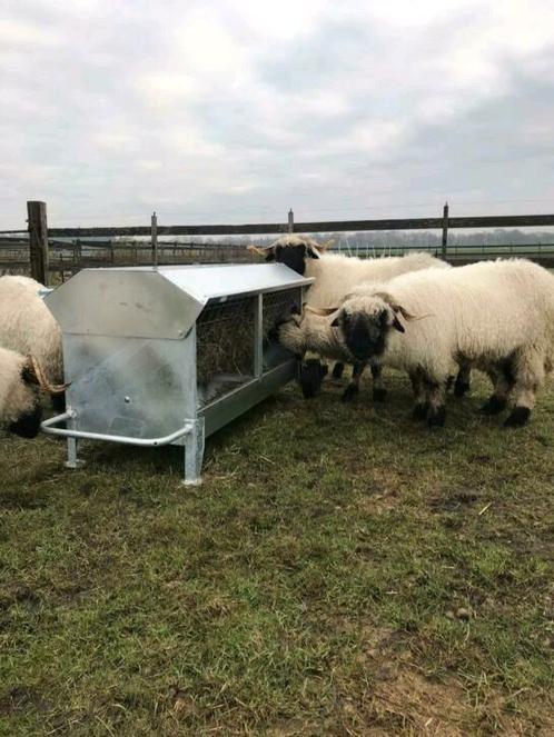 Engelse hooiruiven, 2 maten, Dieren en Toebehoren, Schapen, Geiten en Varkens, Schaap, Meerdere dieren