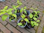 Hortensia Annabelle Plantje, Bloeit niet, Halfschaduw, Overige soorten, Minder dan 100 cm