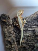 0.1 Oranje LW 100% het phantom Wimpergekko, Dieren en Toebehoren, Hagedis, Tam, 0 tot 2 jaar