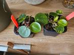 stekjes Pilea Mojito pannenkoekplant, Overige soorten, Minder dan 100 cm, Ophalen of Verzenden, Halfschaduw