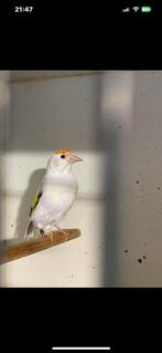 Wit bonte majoor putter man 2025, Mannelijk, Wildzangvogel