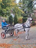 Leuke welsh A menpony ruin, Dieren en Toebehoren, Ruin, A pony (tot 1.17m)