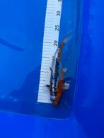 Janpanse koi’s, Dieren en Toebehoren, Vissen | Vijvervissen, Karper of Koi