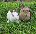Libra & Casablanca zoeken een huisje!, Dieren en Toebehoren, Konijnen, Meerdere dieren, Klein, 0 tot 2 jaar