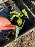 Snack komkommer plantjes per stuk en totaal 8 stuks, Ophalen, Volle zon, Groenteplanten, Eenjarig