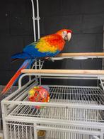 Jonge tamme baby Geelvleugel Ara's met DNA en getest op alle, Meerdere dieren, Papegaai, Geringd