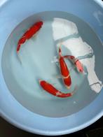 Japanse koi soragoi, karashigoi, kohaku, Karper of Koi