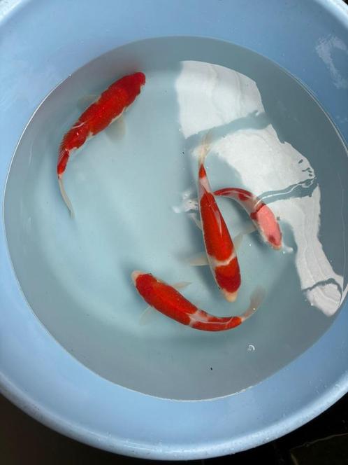 Japanse koi soragoi, karashigoi, kohaku, Dieren en Toebehoren, Vissen | Vijvervissen, Karper of Koi