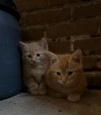 3 onwijs lieve en sociale kittens, Dieren en Toebehoren, Katten en Kittens | Overige Katten, Meerdere dieren, Kortharig, 0 tot 2 jaar