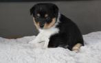 Pomsky pups te koop, Dieren en Toebehoren, Overige rassen, CDV (hondenziekte), 8 tot 15 weken, Meerdere