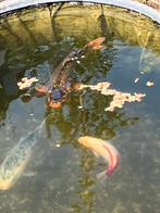 2 koi en 1 goudvis vijvervissen, Dieren en Toebehoren, Vissen | Vijvervissen, Karper of Koi
