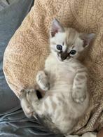 Bengaal Kitten Charcoal Lynx, Dieren en Toebehoren, Katten en Kittens | Raskatten | Korthaar, Poes