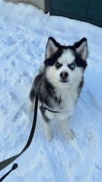 F4 Pomsky 6 maanden oud te koop, Parvo, 15 weken tot 1 jaar, Eén hond, Nederland
