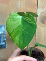 Monstera deliciosa green mint variegata plant large form, Ophalen of Verzenden, Overige soorten, Minder dan 100 cm