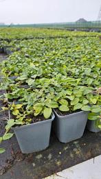 Vinca minor Alba - witbloeiend - wit - Maagdenpalm, Overige soorten, Volle zon, Vaste plant, Ophalen of Verzenden