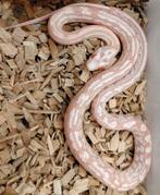 Korenslangen red factor snow hom/het hypo, Dieren en Toebehoren, 0 tot 2 jaar