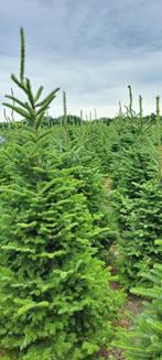 Kerstbomen te koop. Fraseri, sbs, omorika, nordmann, abies, Ophalen
