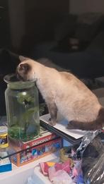 Vermist!!!, Dieren en Toebehoren, Poes