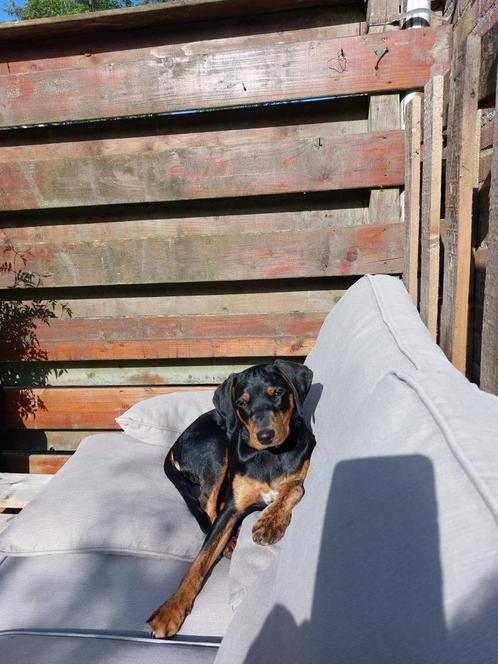 co-baasje voor Liv gezocht, Dieren en Toebehoren, Honden | Niet-rashonden, Middel, Teef, Particulier, Eén hond, Buitenland, 1 tot 2 jaar