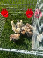 Jonge brahma, Dieren en Toebehoren, Pluimvee, Kip