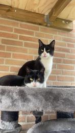 Kater zoekt goud mandje, Dieren en Toebehoren, Kater, 0 tot 2 jaar
