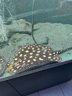 Raszuivere Potamotrygon Black Diamond Stingray (45 cm man), Dieren en Toebehoren, Vissen | Aquariumvissen, Vis