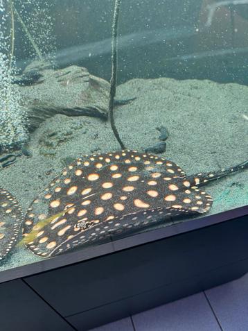 Raszuivere Potamotrygon Black Diamond Stingray (45 cm man) beschikbaar voor biedingen