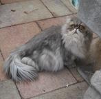 Perzische bleu shaded golden kater met stamboom, Dieren en Toebehoren, Katten en Kittens | Raskatten | Langhaar, Kater, Gechipt