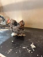 Twee gratis Cochin Kriel hanen kleur porselei, Dieren en Toebehoren, Pluimvee, Mannelijk, Kip