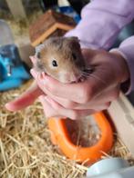 Lieve handtamme goudhamster te koop, Dieren en Toebehoren, Knaagdieren, Mannelijk, Hamster, Na 1 juli 2024, Tam