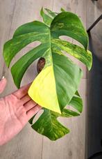 Monstera aurea variegata plant, Ophalen
