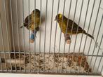 Mooie koppel groene kanarie €25,, Dieren en Toebehoren, Vogels | Kanaries, Meerdere dieren