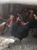 T koop Marans hennen, Dieren en Toebehoren, Pluimvee, Kip, Vrouwelijk