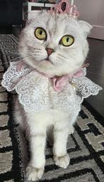 VERMIST!!!!!!! ONZE BRITSE KORTHAAR X SCOTTISH FOLD, Kat