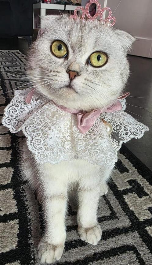 VERMIST!!!!!!! ONZE BRITSE KORTHAAR X SCOTTISH FOLD, Dieren en Toebehoren, Vermiste en Gevonden Dieren, Kat