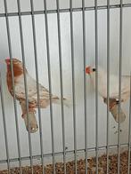 Mooi koppel zebravinken Isabel, Dieren en Toebehoren, Meerdere dieren