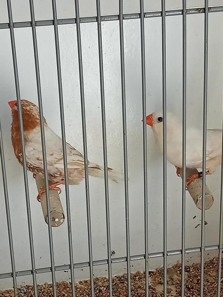 Mooi koppel zebravinken Isabel, Dieren en Toebehoren, Vogels | Overige Vogels, Meerdere dieren