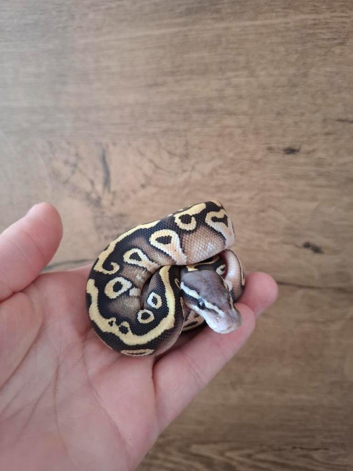 Mooi pastel mojave pos het ghost/hypo man nk25