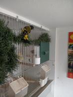 Zwartkop sijs man., Dieren en Toebehoren, Mannelijk, Wildzangvogel, Geringd