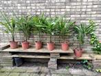 Winterharde palmbomen (Trachycarpus fortunei) te koop, Bloeit niet, Minder dan 100 cm, Palmboom, Ophalen
