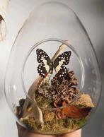 Papilio Demoleus vlinder op reeënkaak in glazen ei, Ophalen of Verzenden, Nieuw, Insect, Opgezet dier