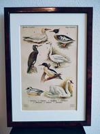Litho Floericke Aalscholver Zwaan Zaagbek Nonnetje 1922, Antiek en Kunst, Ophalen of Verzenden