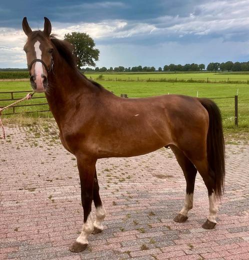 Tuigpaard ruin, Dieren en Toebehoren, Paarden, Ruin, 160 tot 165 cm, 3 tot 6 jaar, Tuigpaard, Met stamboom, Gechipt, Ontwormd