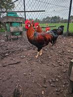Leghorn groot Bruinpatrijs Raszuiver, Dieren en Toebehoren, Mannelijk, Kip