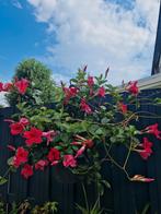 planten, Tuin en Terras, Planten | Tuinplanten, Ophalen, Zomer, Overige soorten, Volle zon