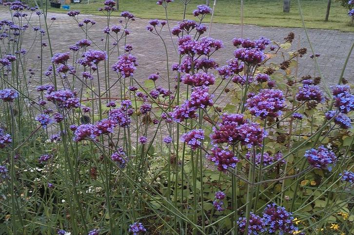 Verbena bonariens ijzerhard en verbena Bampton langbloeiend, Tuin en Terras, Planten | Tuinplanten, Volle zon, Zomer, Ophalen