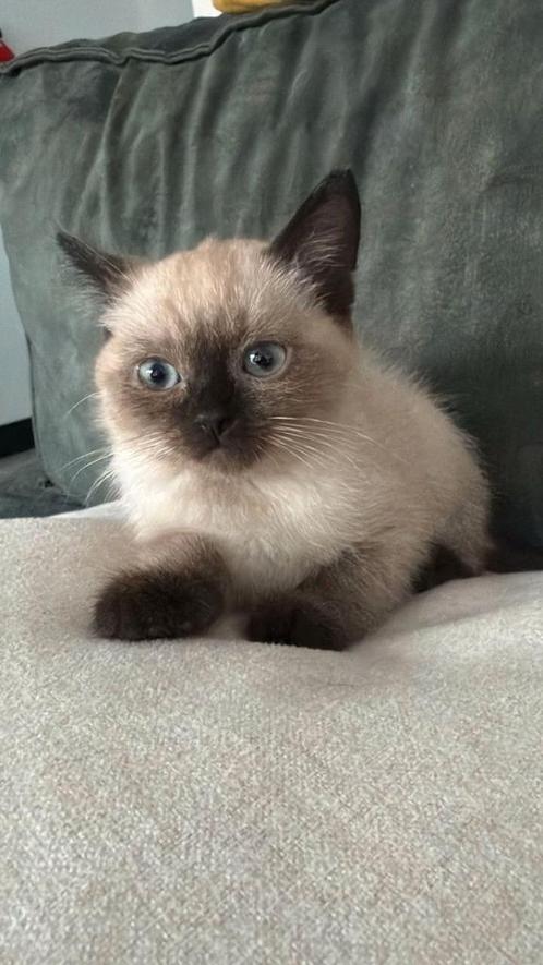 Prachtige kitten 12wk (Siamees / Britse Korthaar) met toebeh, Dieren en Toebehoren, Katten en Kittens | Raskatten | Langhaar, Kater